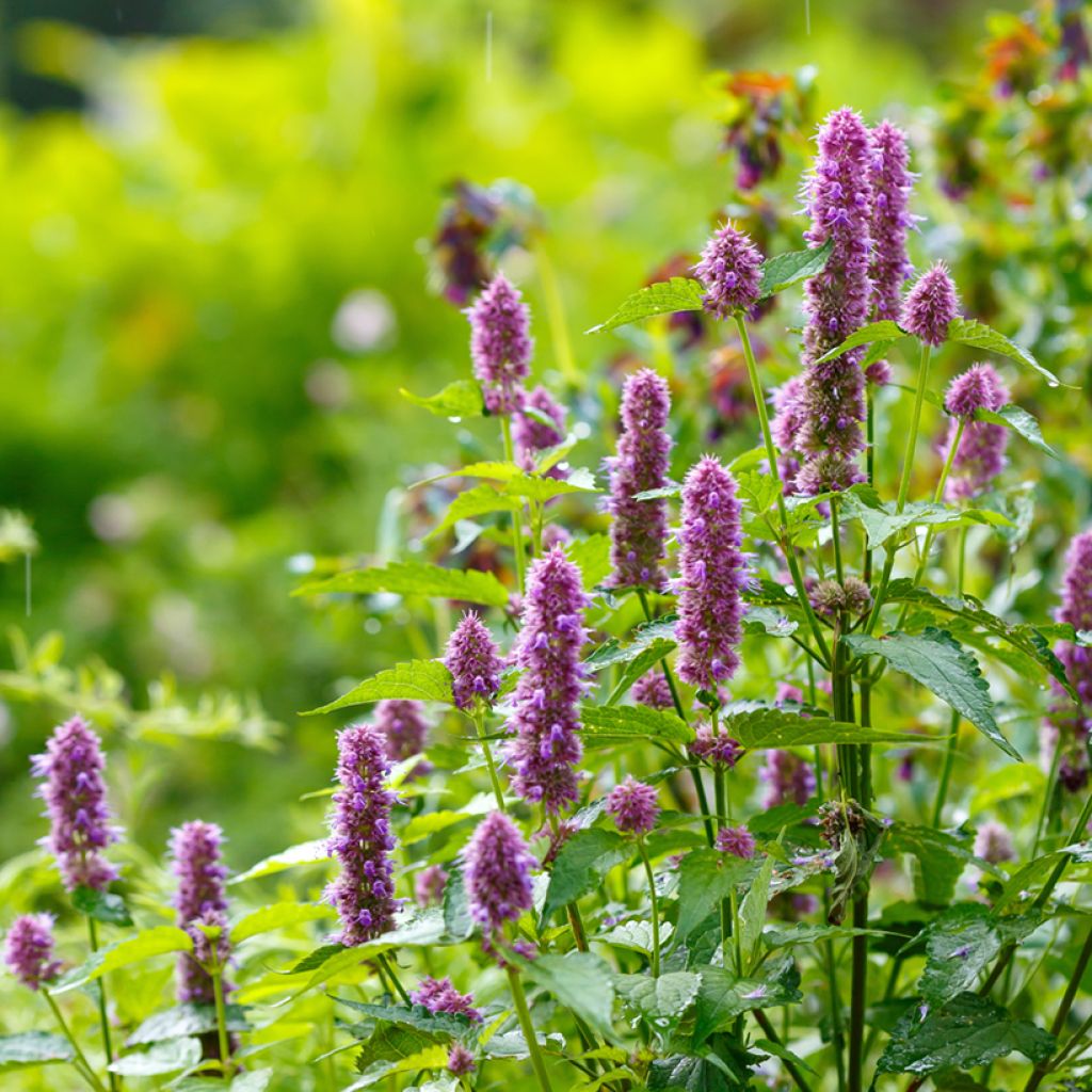 Agastache hybrida Arcado Pink (semillas)