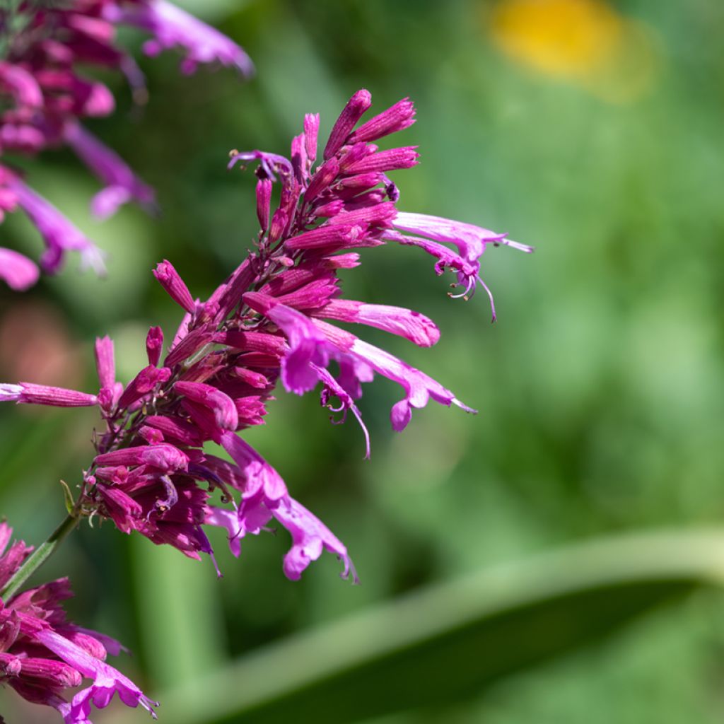 Agastache cana (semillas)