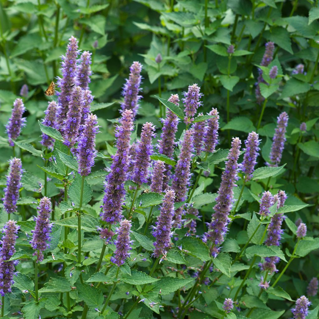 Agastache foeniculum (semillas) - Hisopo anís