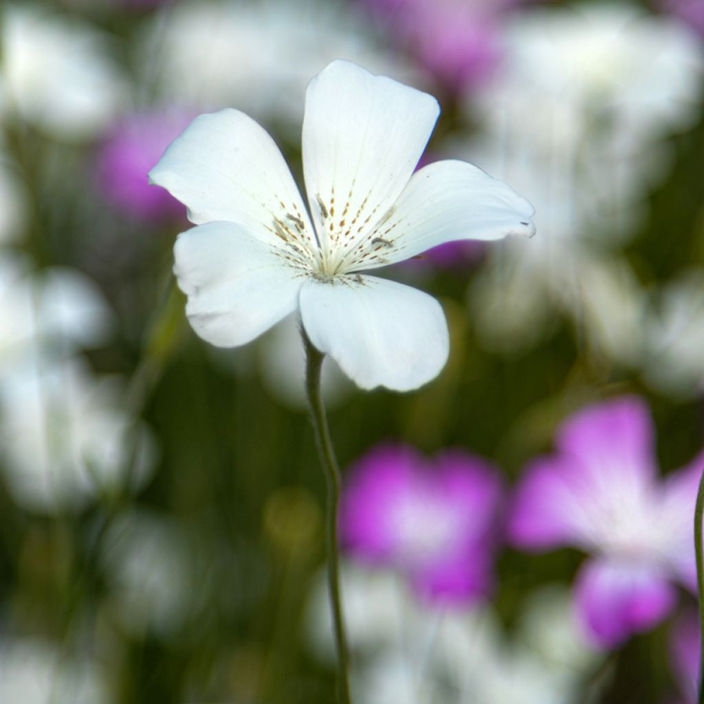 Agrostemma githago Ocean Pearl (semillas)