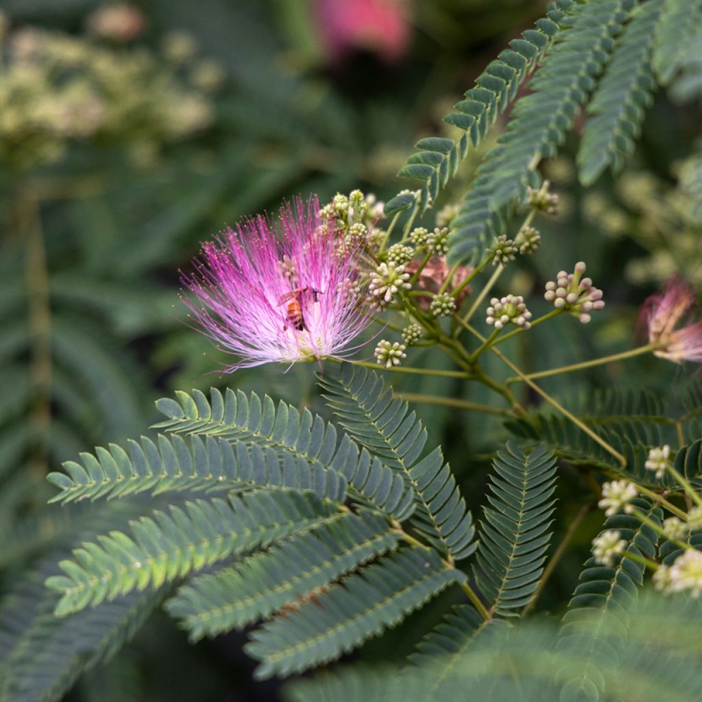 Acacia de Constantinopla (semillas) - Albizia julibrissin