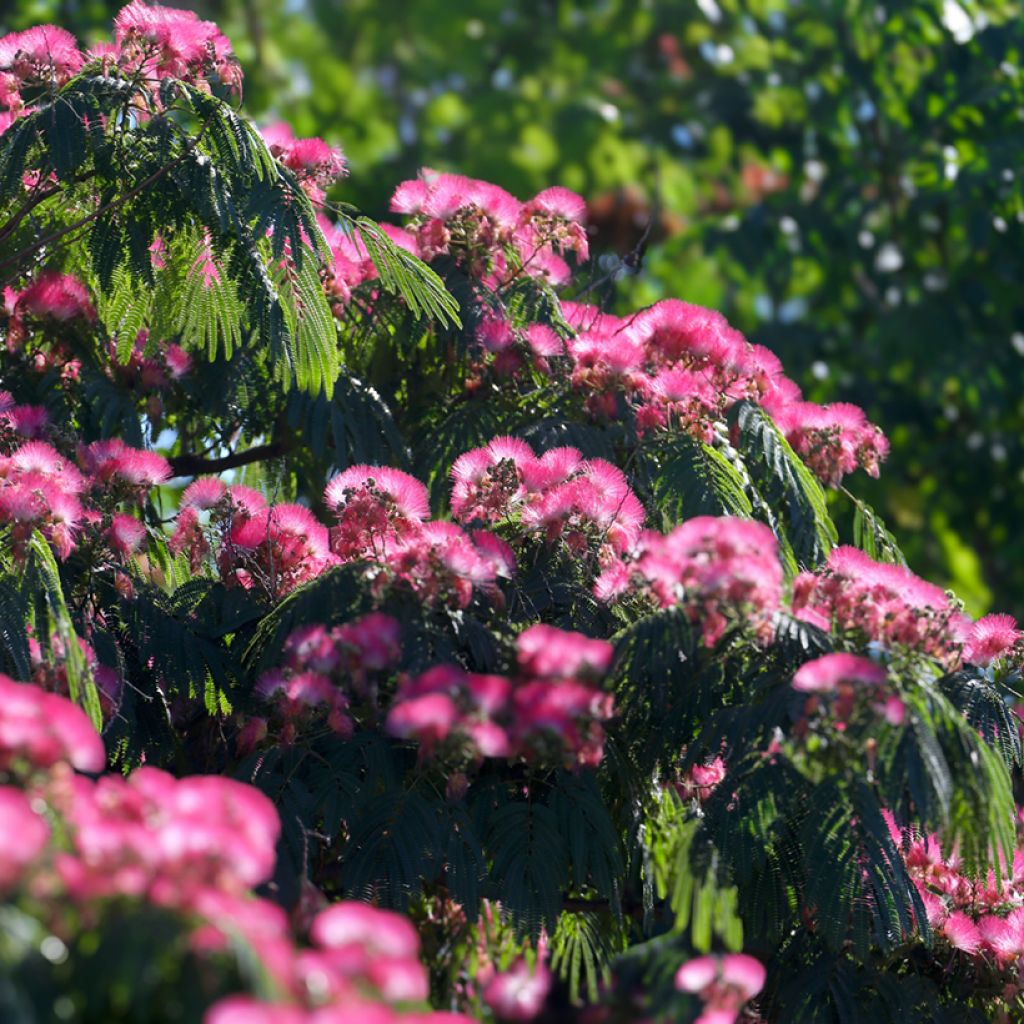 Acacia de Constantinopla (semillas) - Albizia julibrissin