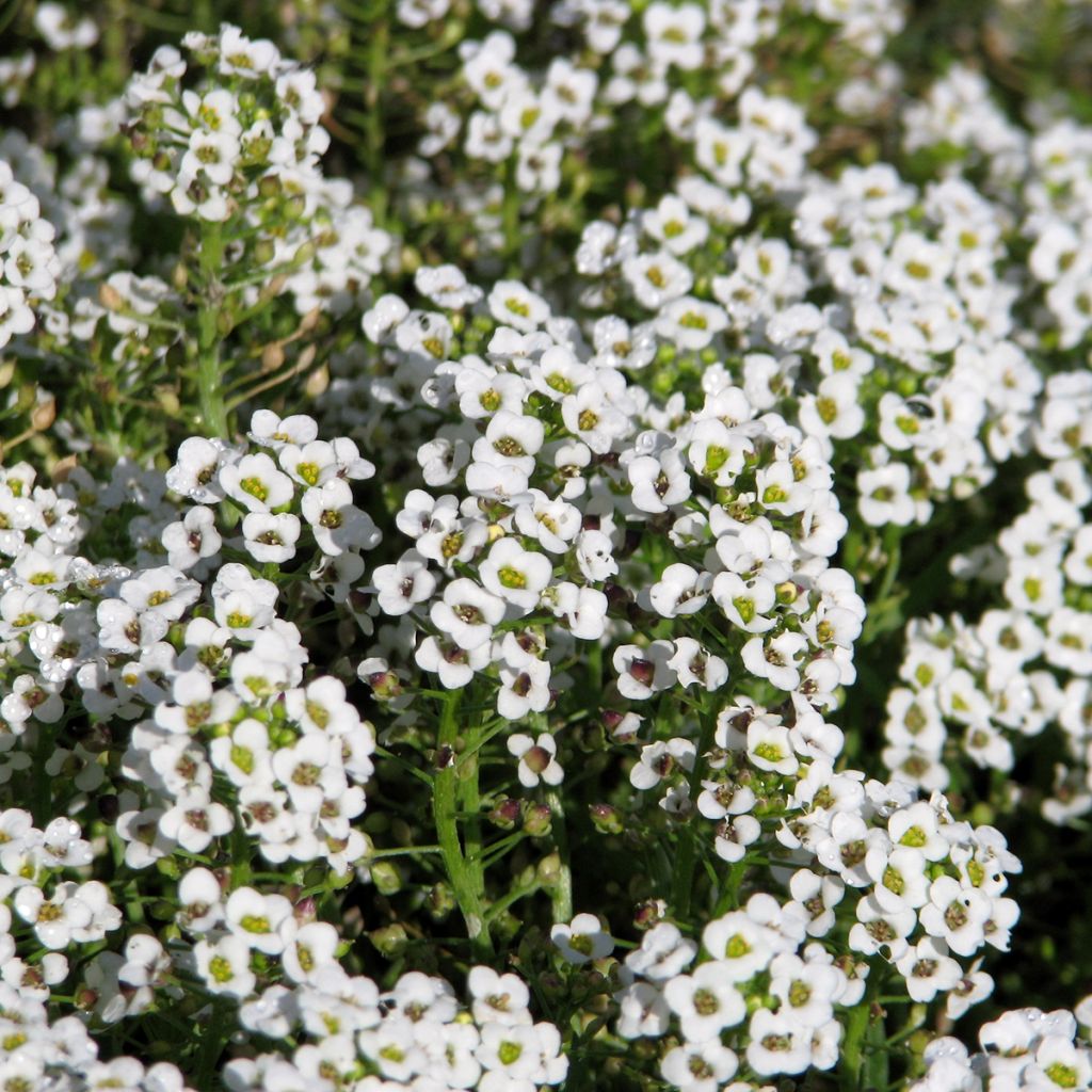 Aliso marítimo Carpet Of Snow - Lobularia maritima