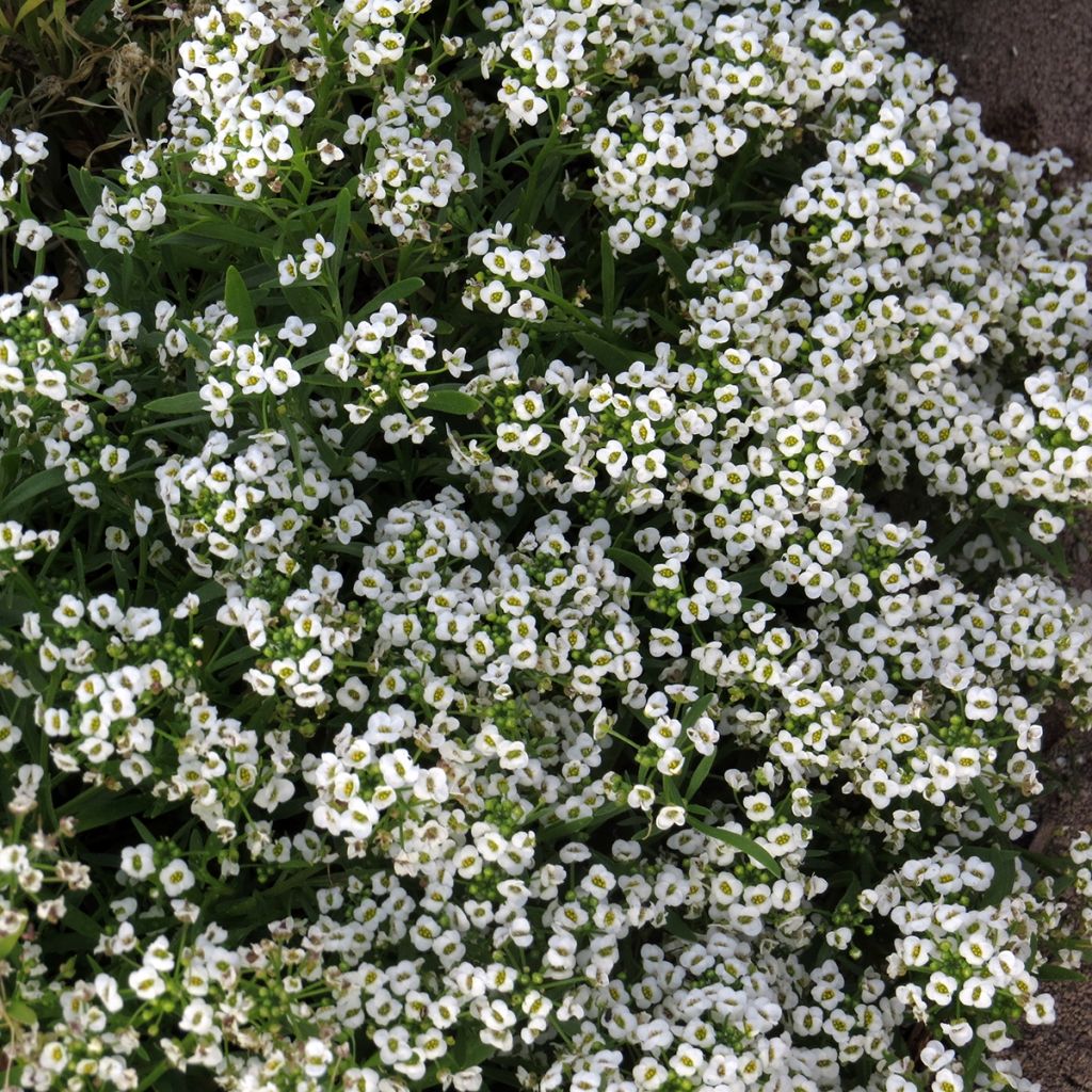 Aliso marítimo Carpet Of Snow - Lobularia maritima