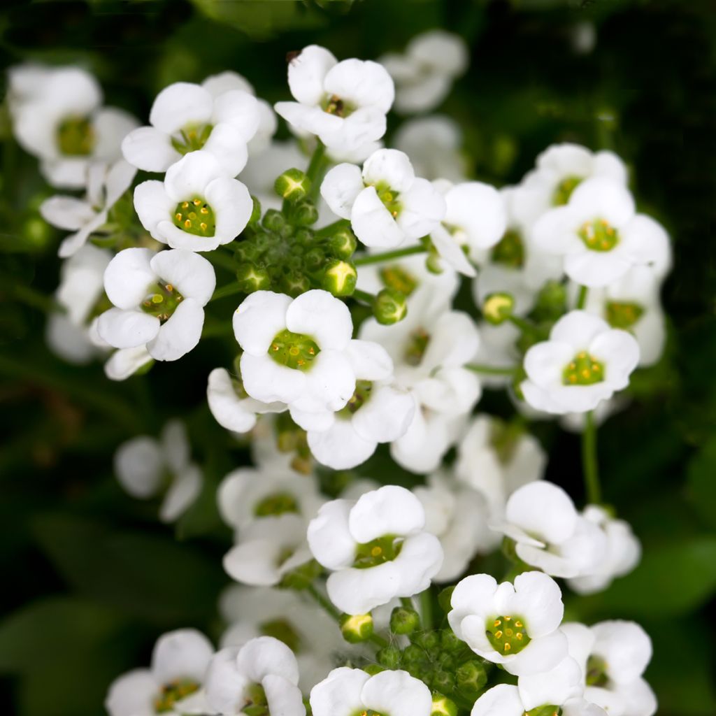 Aliso marítimo Giga White - Lobularia maritima