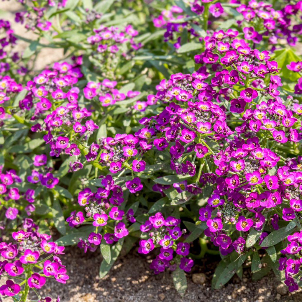 Aliso marítimo Oriental Nights - Lobularia maritima