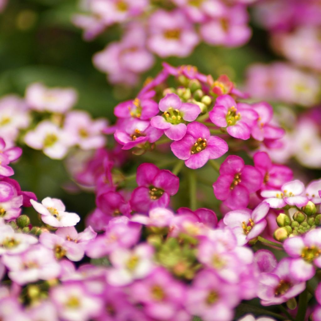 Aliso marítimo Rosie'O'Day - Lobularia maritima