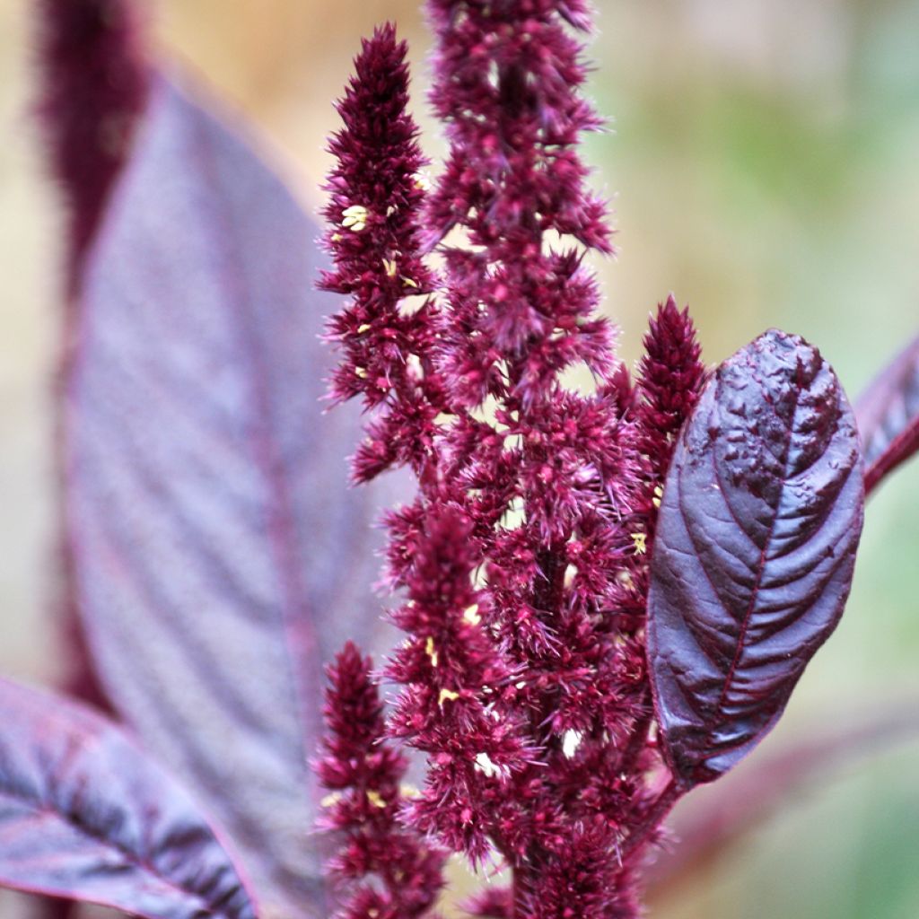 Amaranthus hybridus subsp. cruentus Velvet Curtains