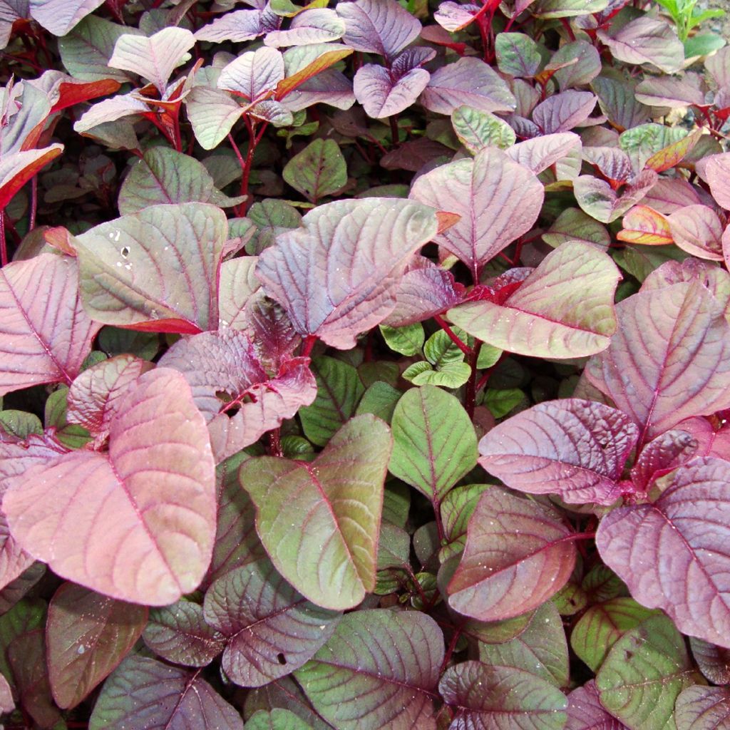 Amaranto roja - Amaranthus blitum (semillas)