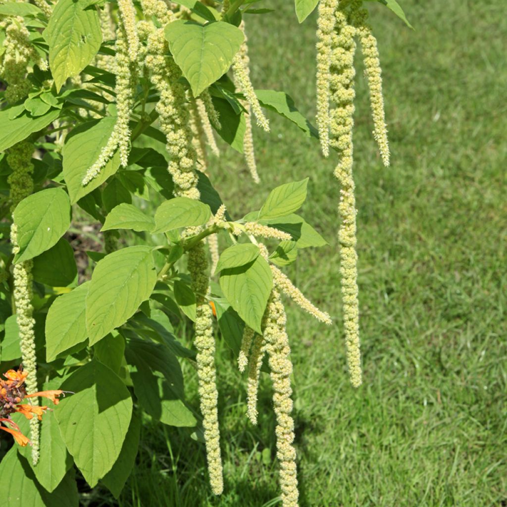 Amaranthus caudatus Green Cascade