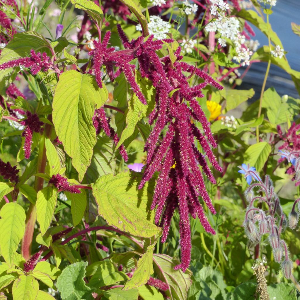 Amaranthus caudatus Red Cascade