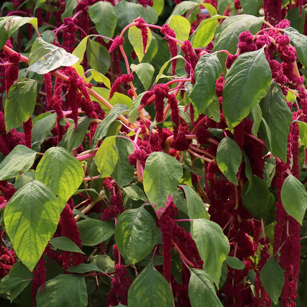 Amaranthus caudatus Red Cascade