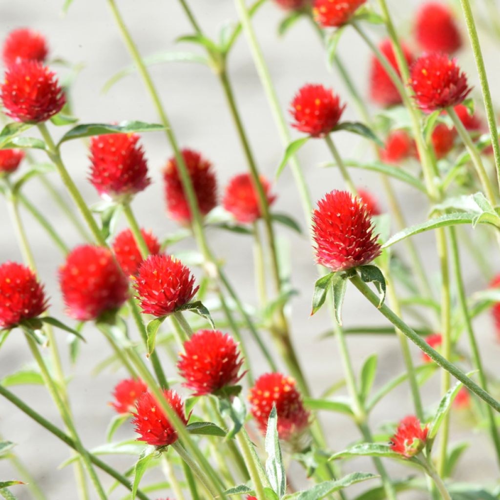 Gomphrena haageana Strawberry Fields