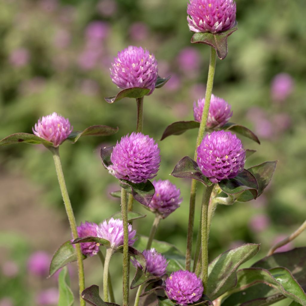 Gomphrena globosa Lavender Lady