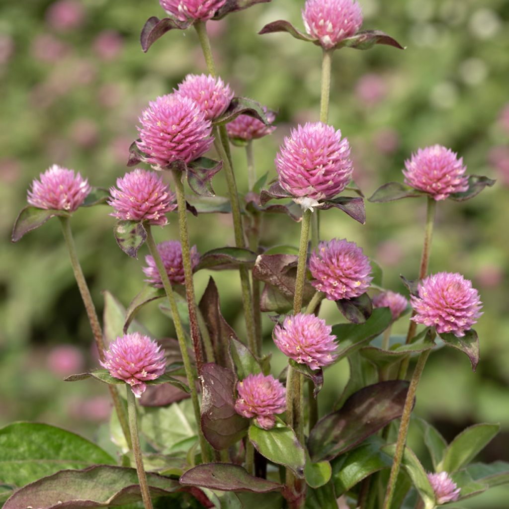 Gomphrena globosa Salmon Pastel