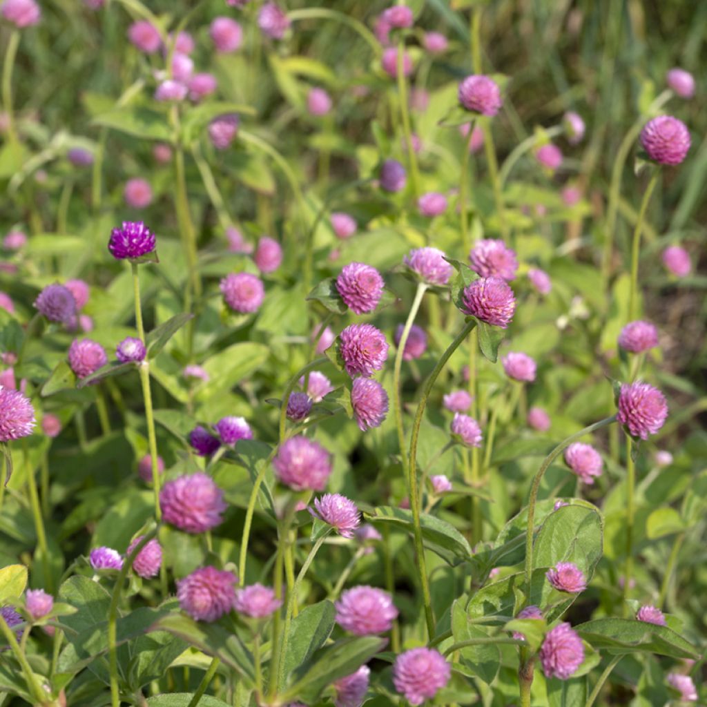 Gomphrena globosa Salmon Pastel