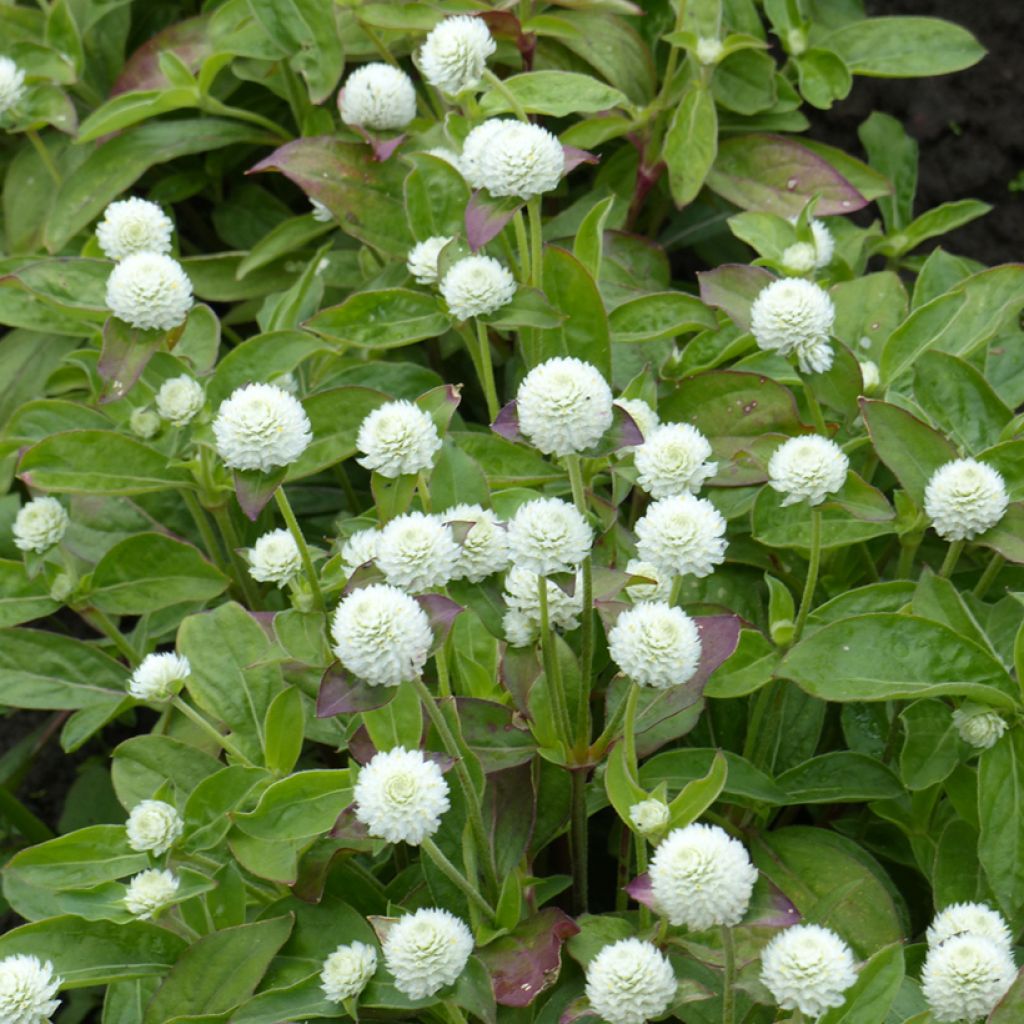 Gomphrena globosa White