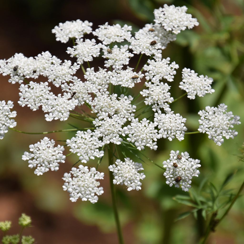 Ammi majus Queen of Africa