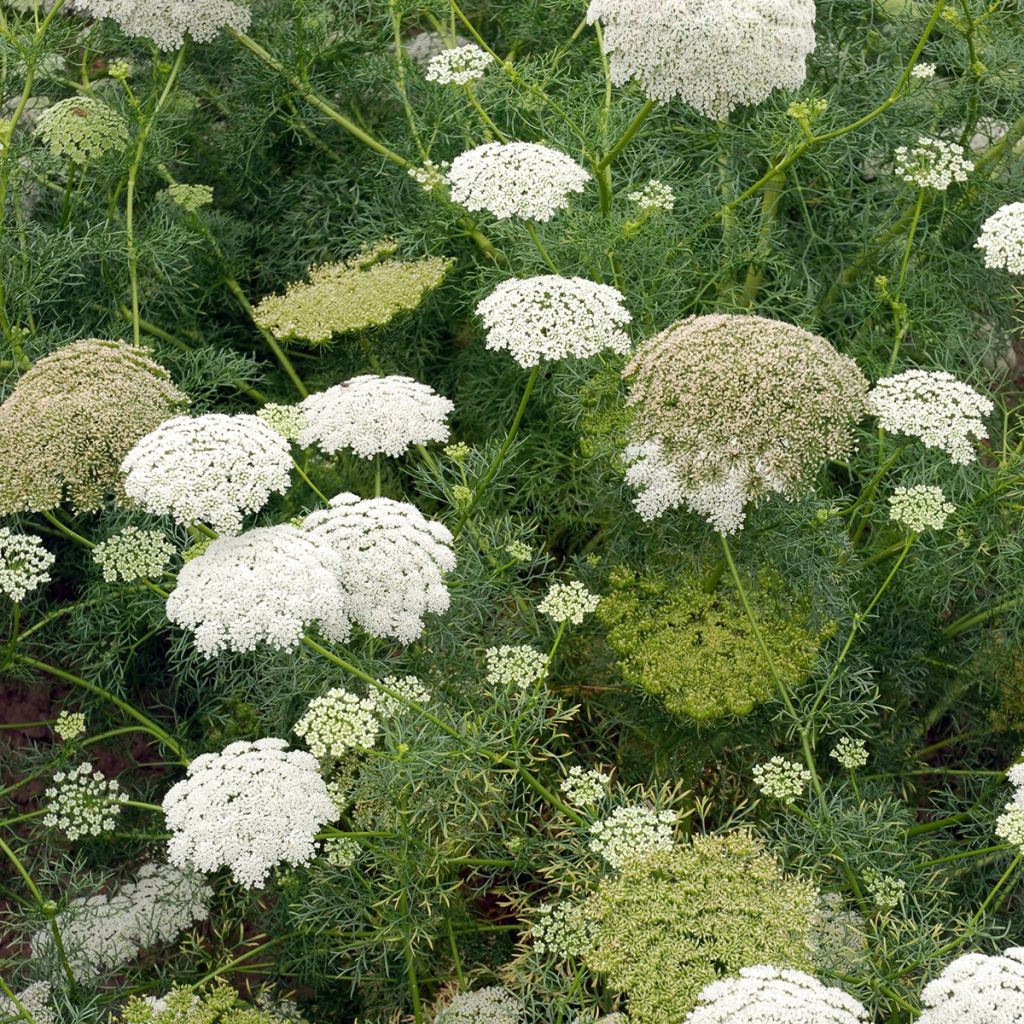 Graines d'Ammi visnaga Green Mist White