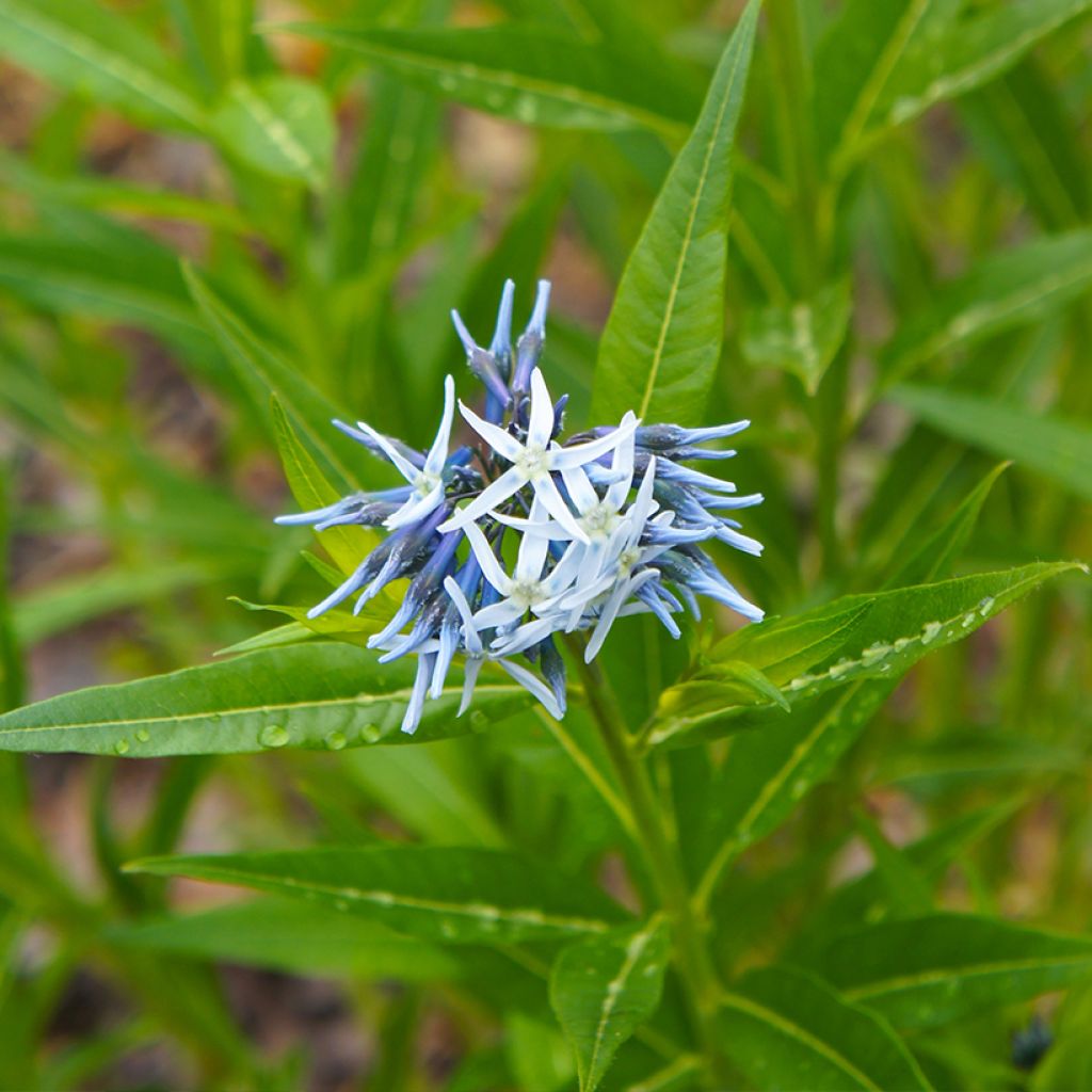 Amsonia tabernaemontana