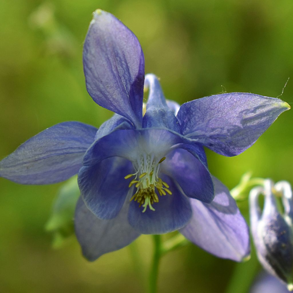 Aquilegia vulgaris (semillas)