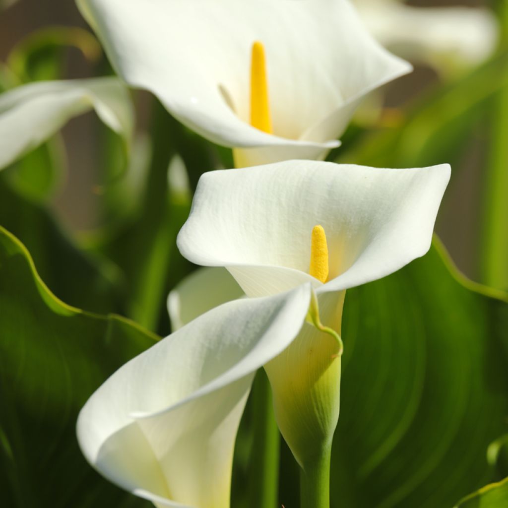 Zantedeschia aethiopica (semillas) - Cala