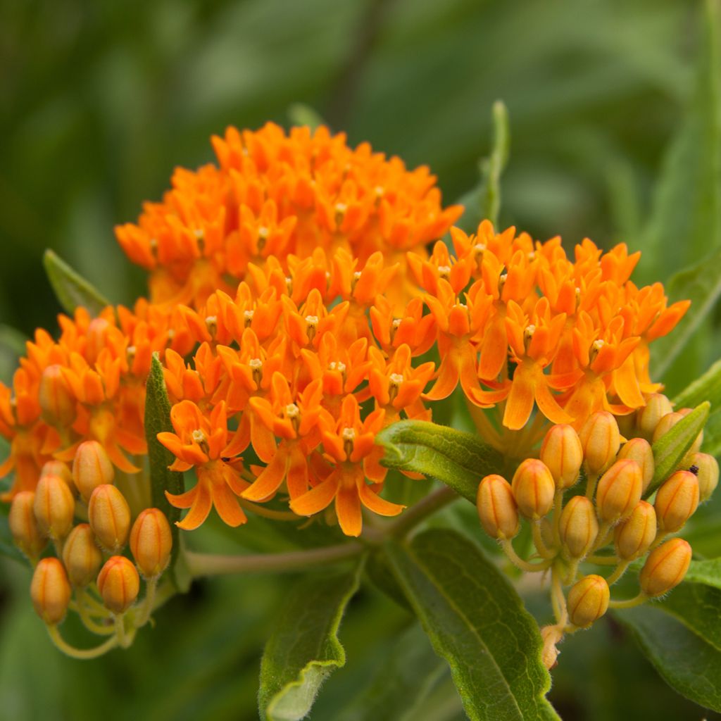 Asclepias tuberosa (semillas) - Algodoncillo