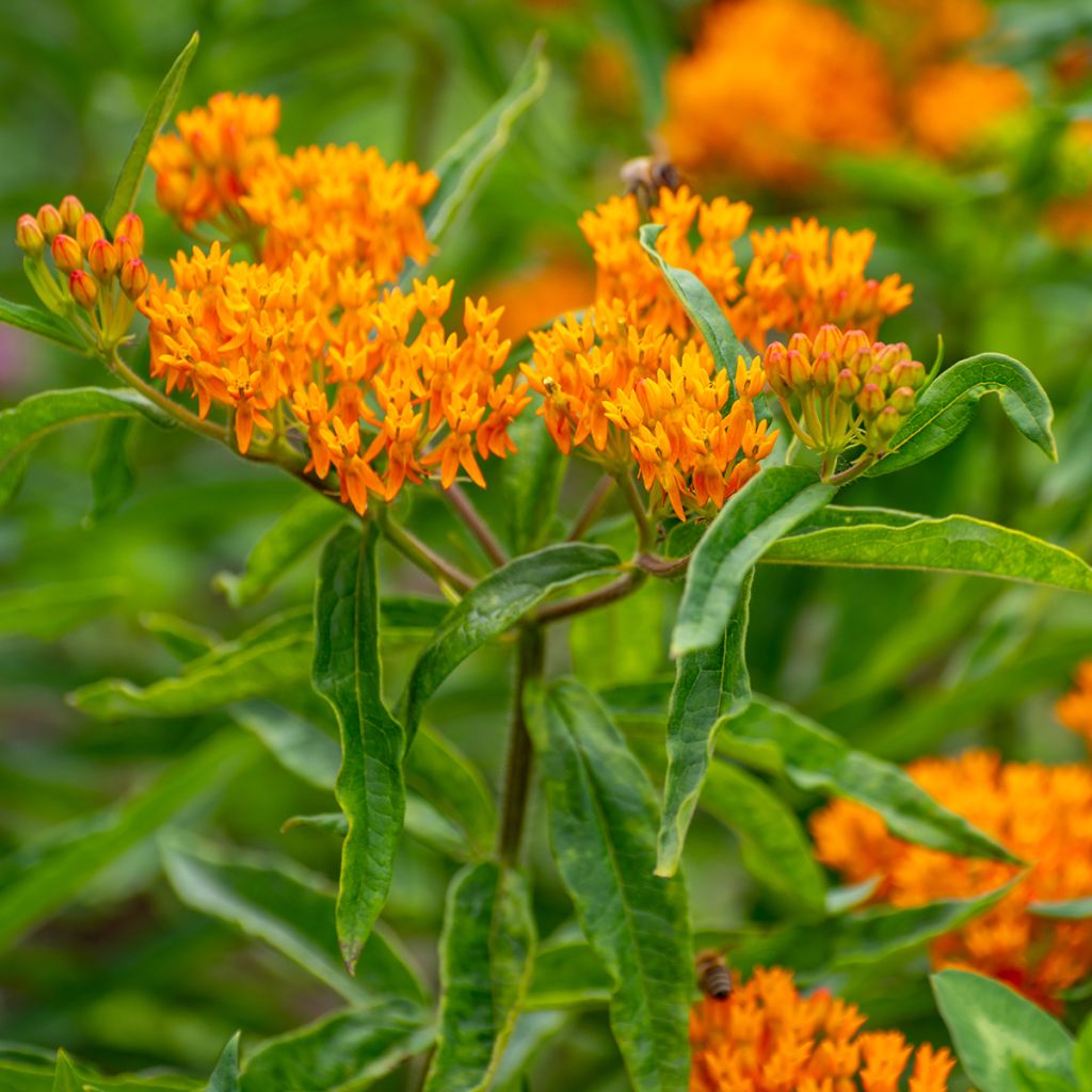 Asclepias tuberosa (semillas) - Algodoncillo