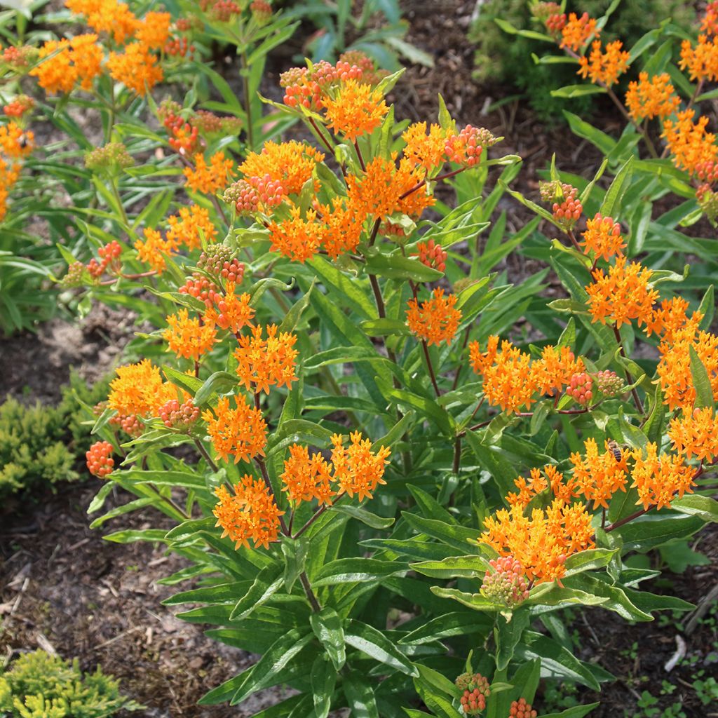 Asclepias tuberosa (semillas) - Algodoncillo