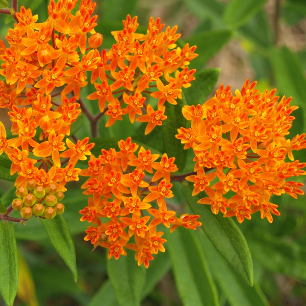 Asclepias tuberosa (semillas) - Algodoncillo