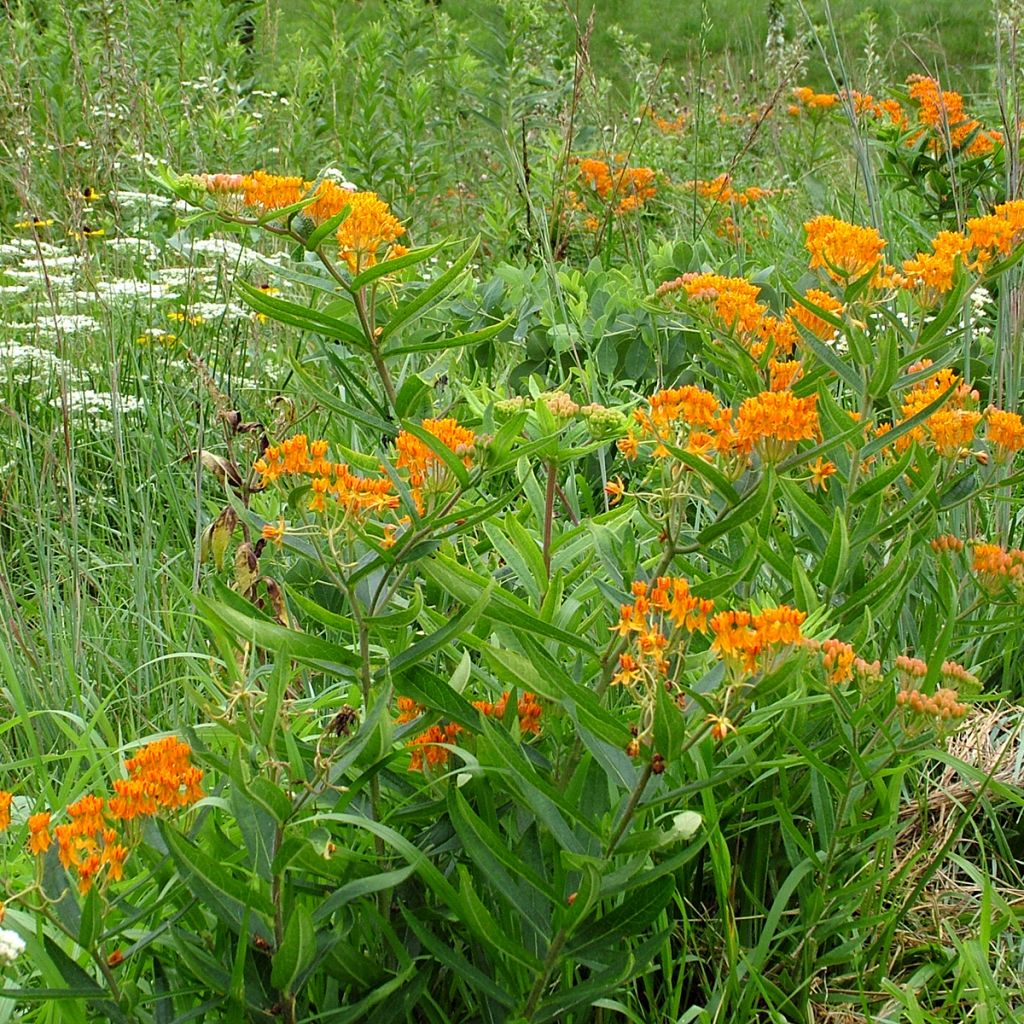 Asclepias tuberosa (semillas) - Algodoncillo