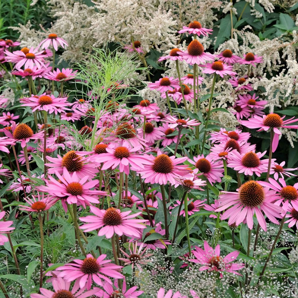 Echinacea purpurea Pink Parasol