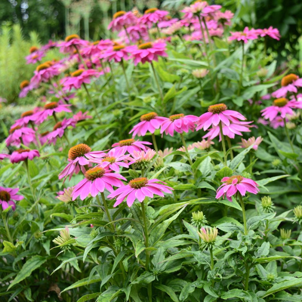 Echinacea purpurea Pow Wow Wild Berry