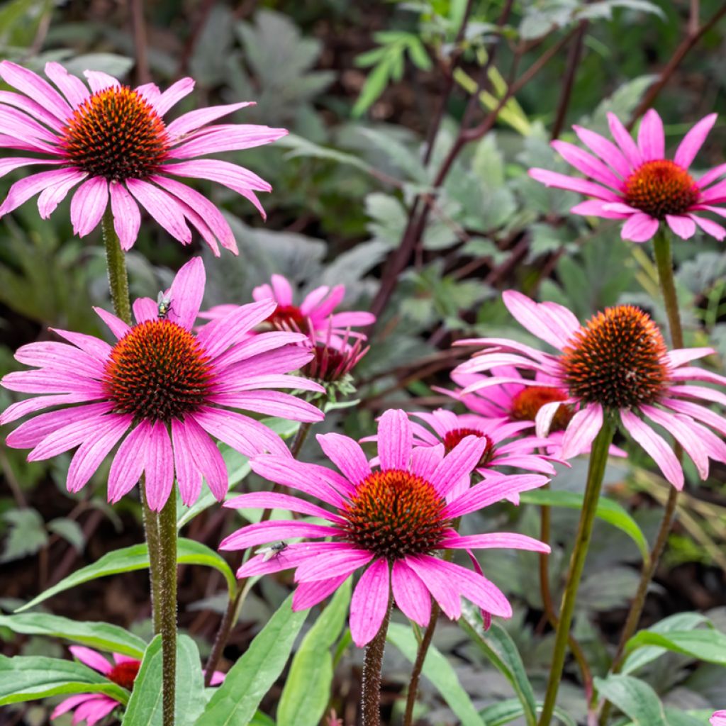 Echinacea purpurea Magnus (semillas)