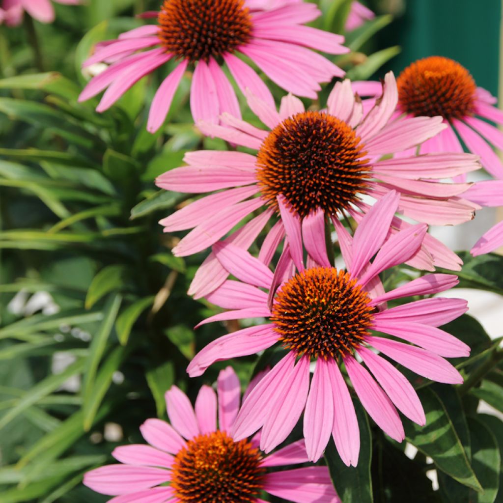 Echinacea purpurea Magnus (semillas)