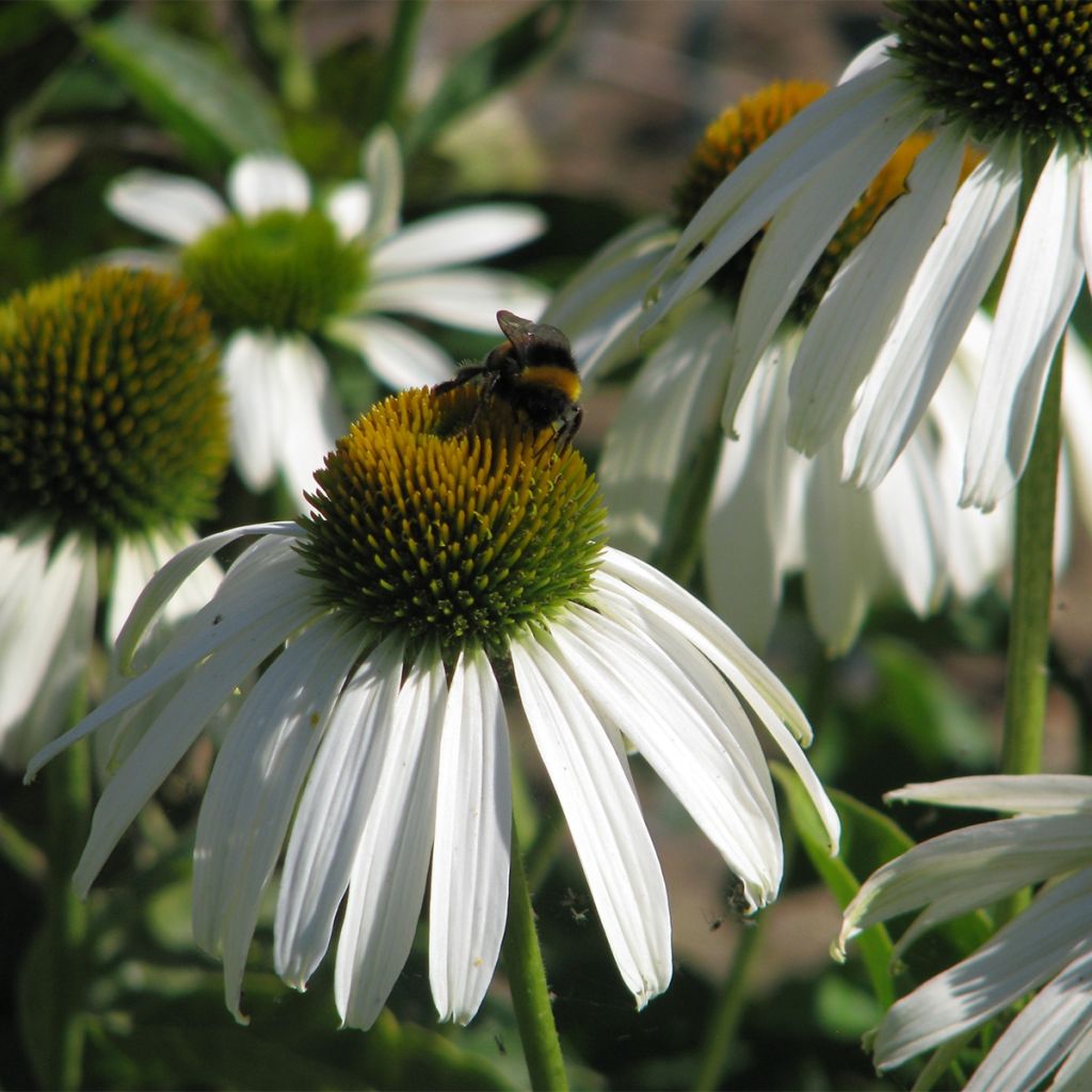 Graines d'Echinacea purpurea White Swan - Rudbeckia pourpre