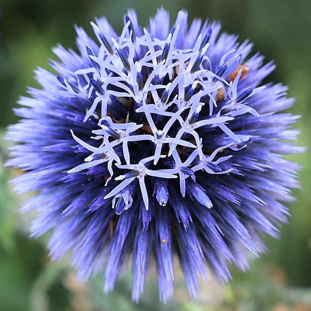 Echinops bannaticus Blue Glow - Cardo globo azul (semillas)