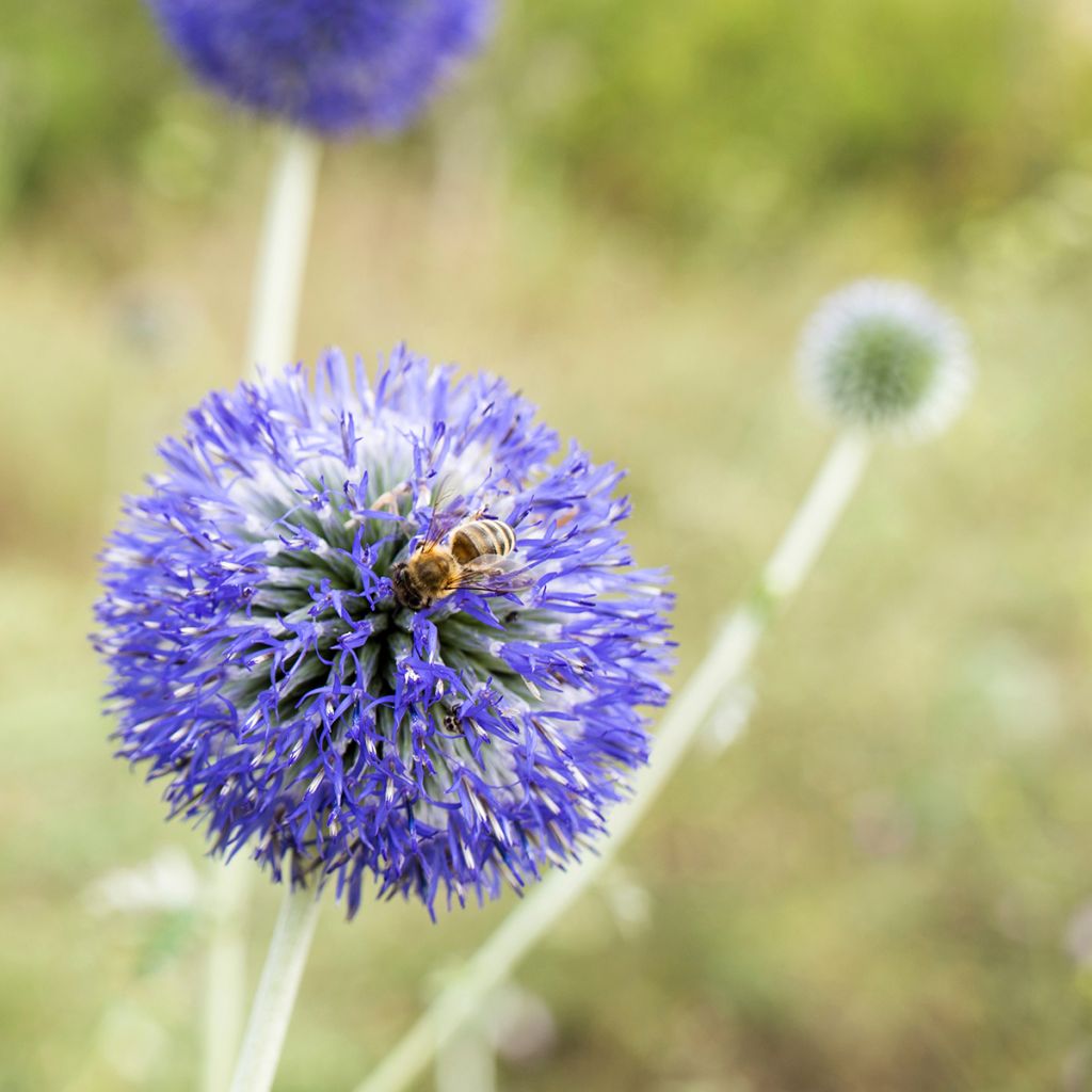 Echinops bannaticus Blue Glow - Cardo globo azul