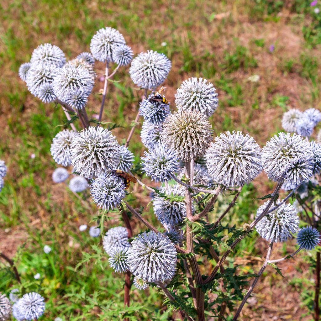 Echinops bannaticus Blue Glow - Cardo globo azul (semillas)