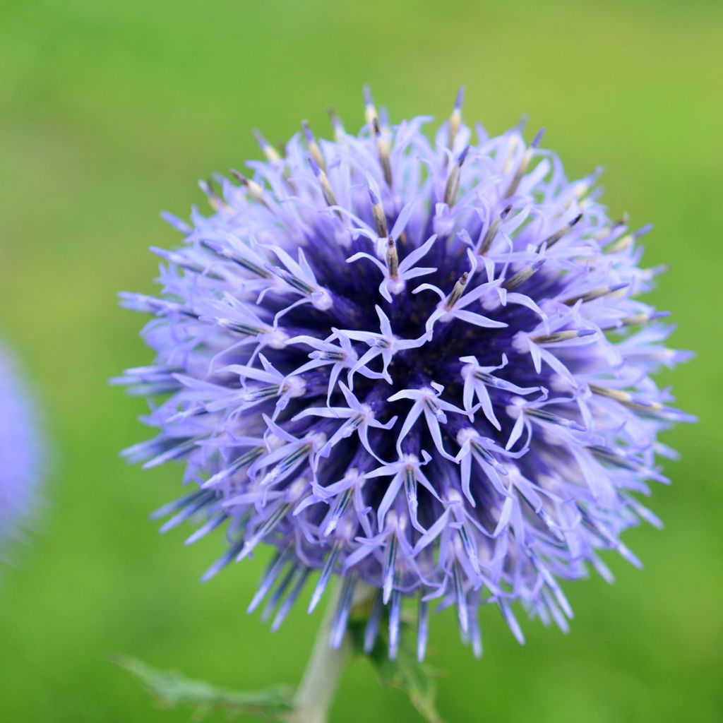 Echinops bannaticus Blue Glow - Cardo globo azul (semillas)