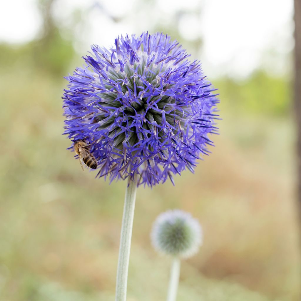 Echinops bannaticus Blue Glow - Cardo globo azul (semillas)