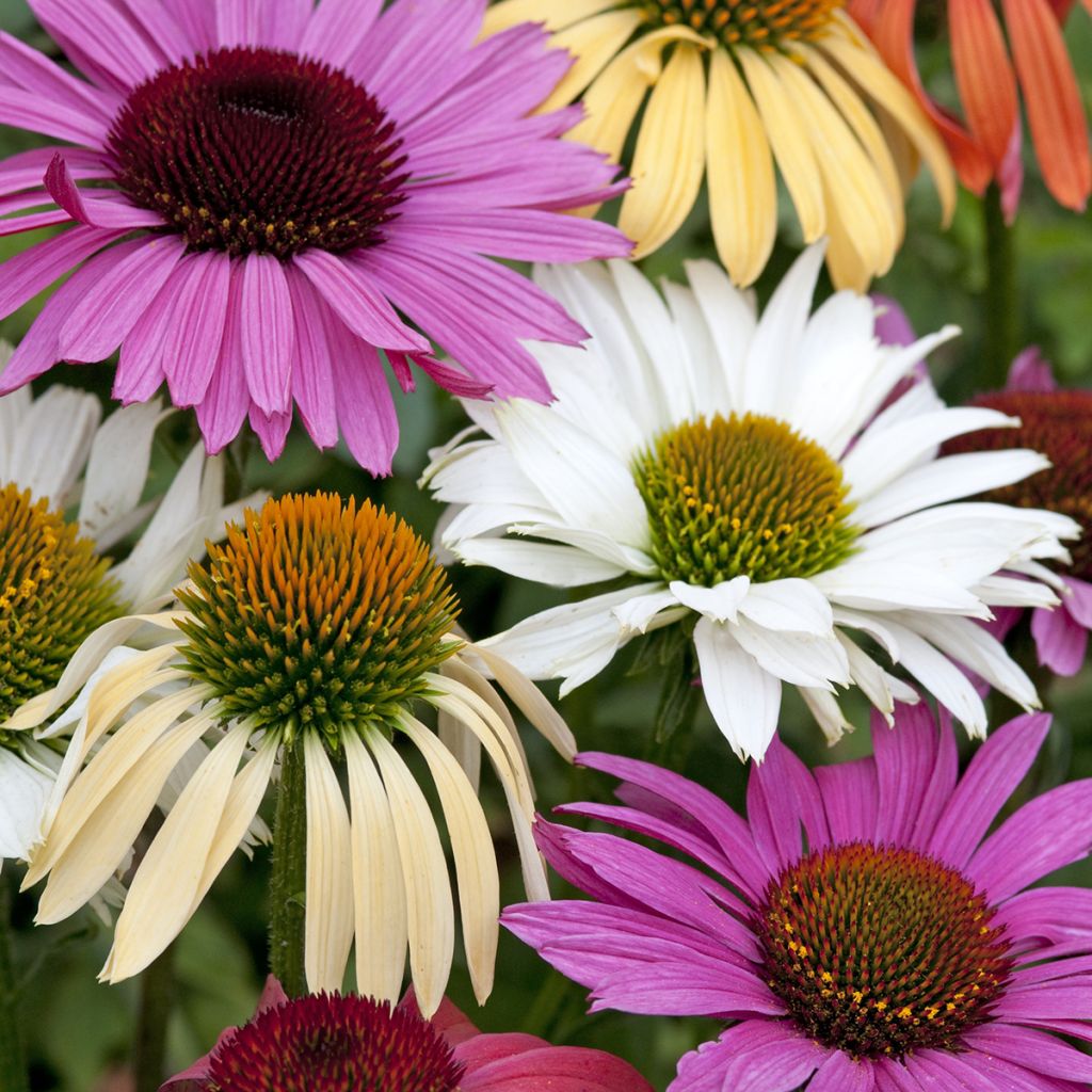 Graines d'Echinacea Magic Box - Rudbeckia pourpre