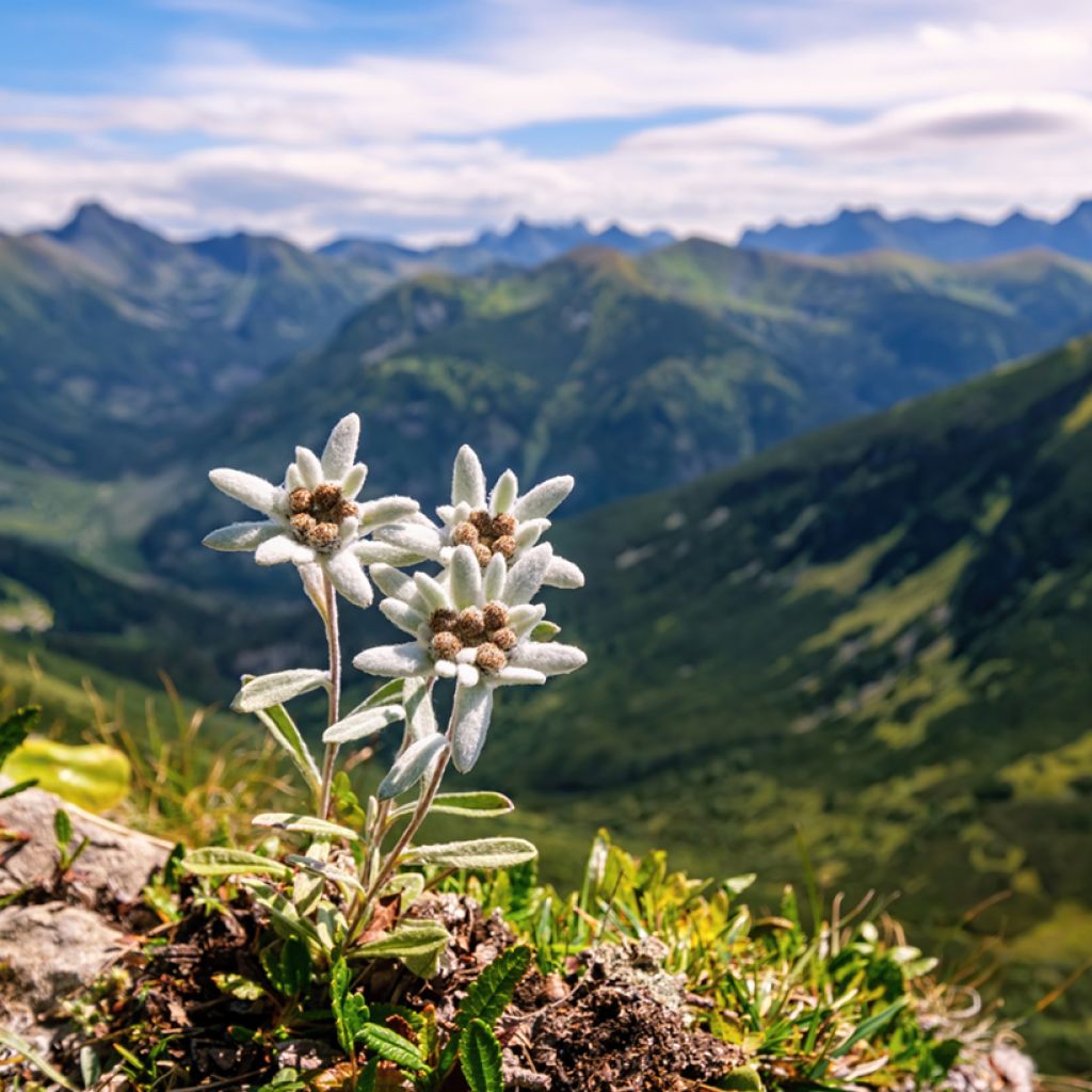 Leontopodium alpinum (semillas) - Flor de las nieves