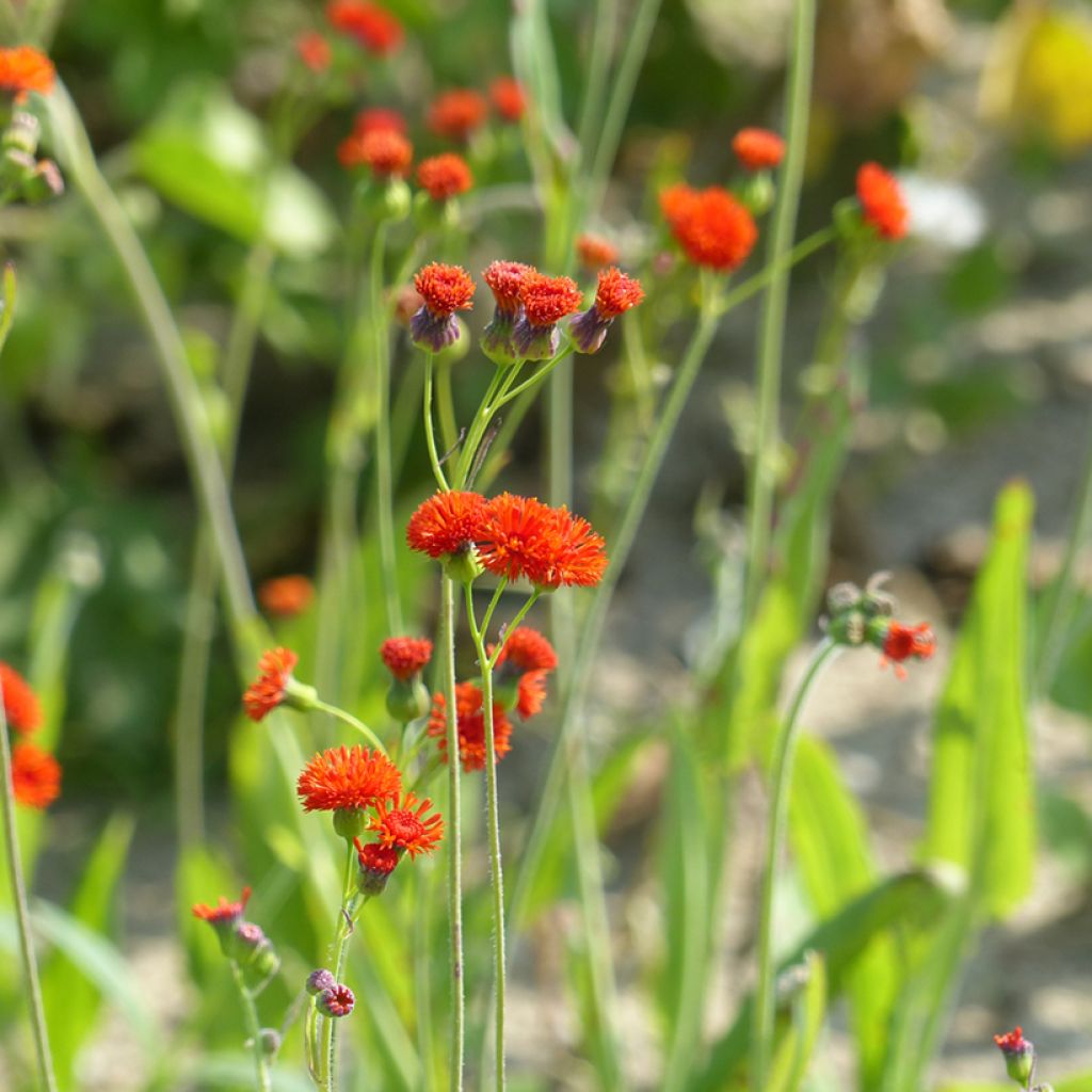 Emilia coccinea Scarlet Magic - Escobillón de barbero