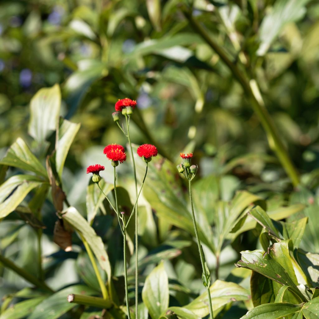 Emilia coccinea Scarlet Magic - Escobillón de barbero