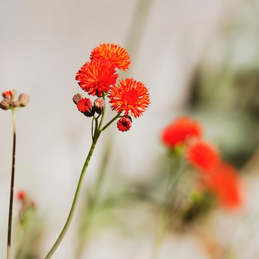 Emilia coccinea Scarlet Magic - Escobillón de barbero