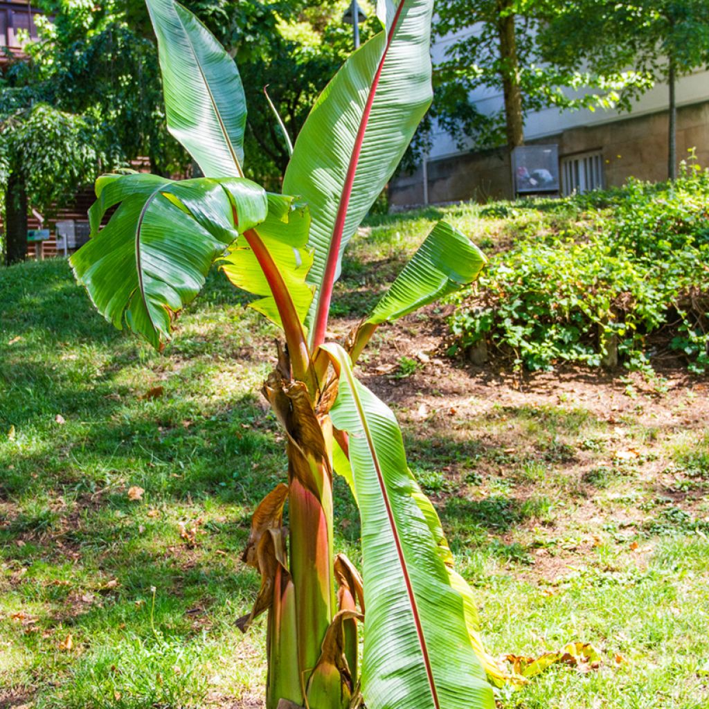 Ensete ventricosum - Falso plátano