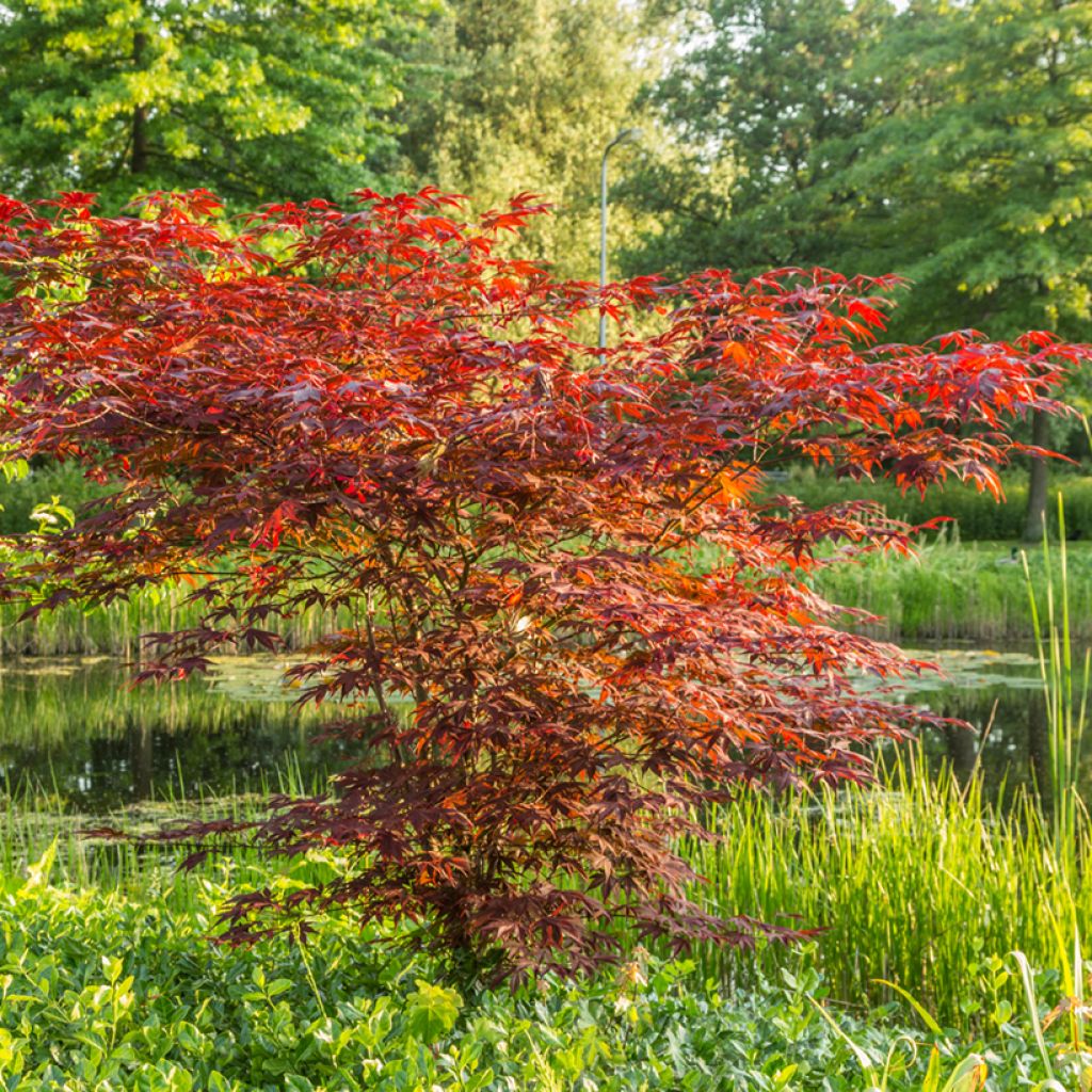 Acer palmatum Atropurpureum (semillas) - Arce japonés rojo