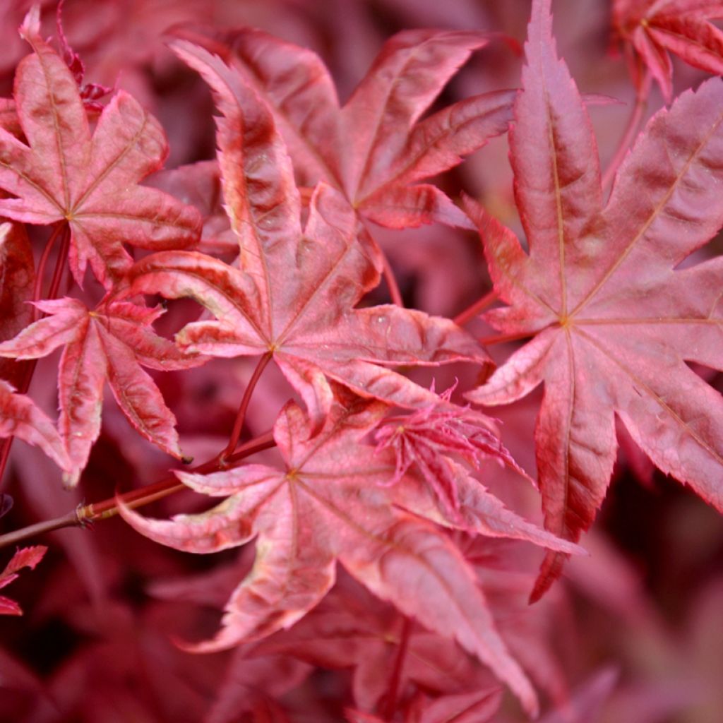 Acer palmatum Atropurpureum (semillas) - Arce japonés rojo