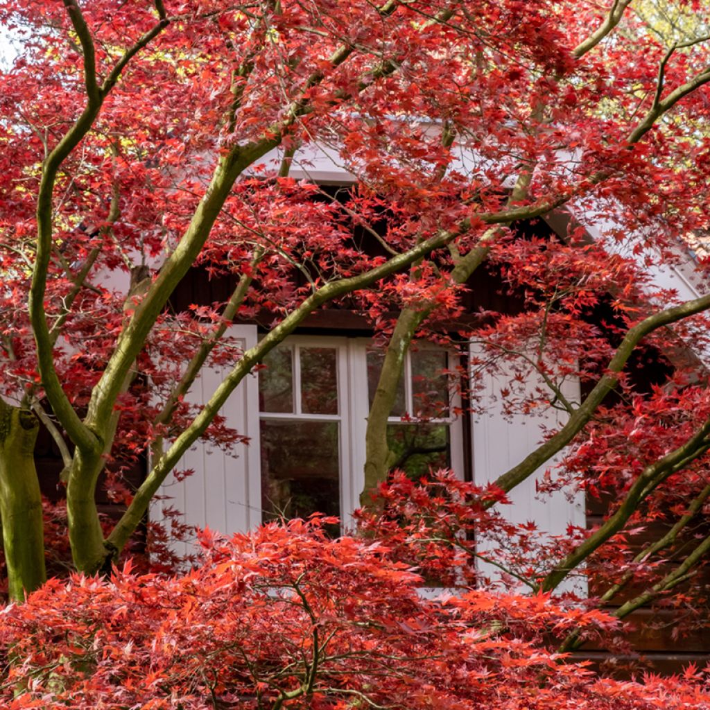 Acer palmatum Atropurpureum (semillas) - Arce japonés rojo